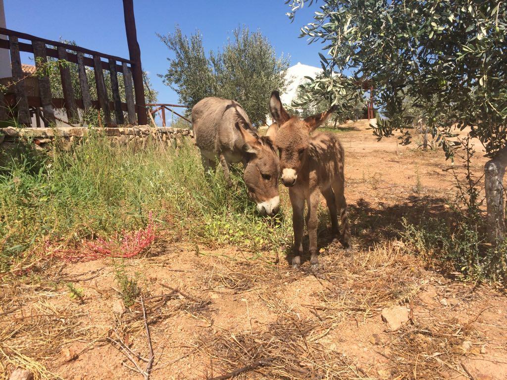 Agriturismo Mieleamaro Farm stay *