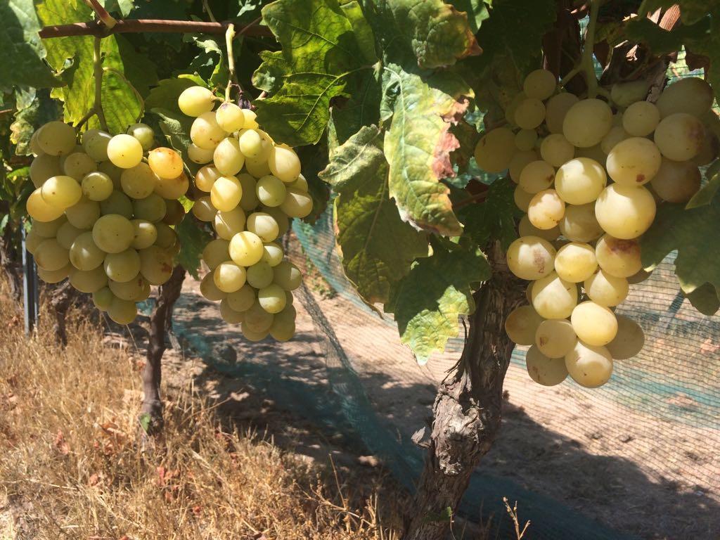 Agriturismo Mieleamaro Olbia