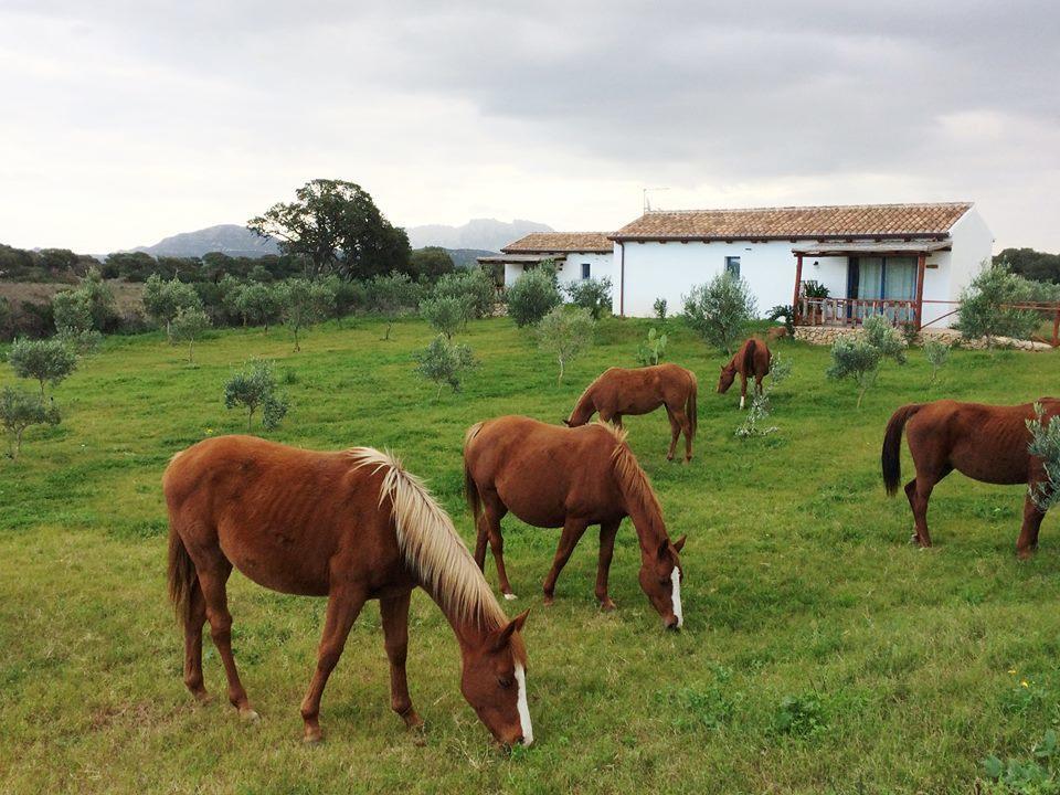 Agriturismo Mieleamaro Farm stay Olbia